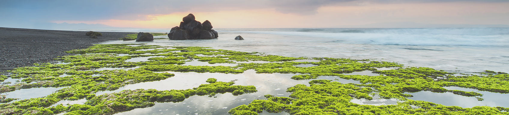 View of Coastal seaweed in clumps along the shoreline